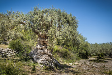 olive trees in Sicily area of Syracuse