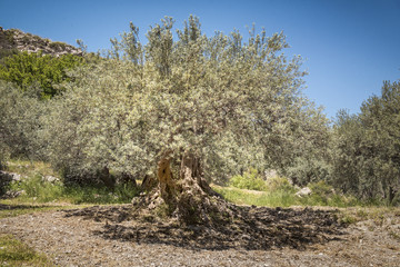 olive trees in Sicily area of Syracuse