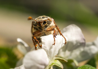 Spring closeup. A blooming garden and a May bug on a white petal of a blossoming apple tree