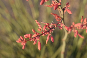 xeriscaping, plants, nature, yard, landscape, succulent, beauty