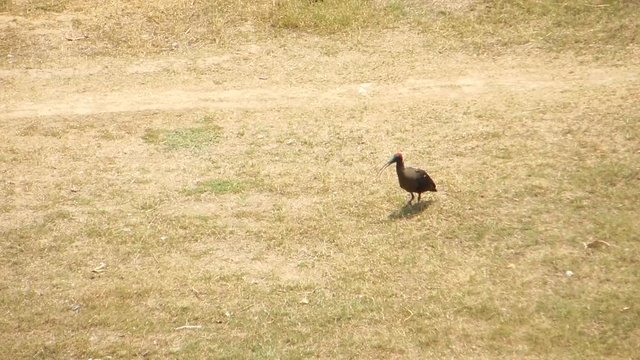 Red-naped ibis looking for something and taking flight away flying in the grass ground HD video footage