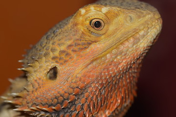 Bearded Dragon, lizard, animals, pets