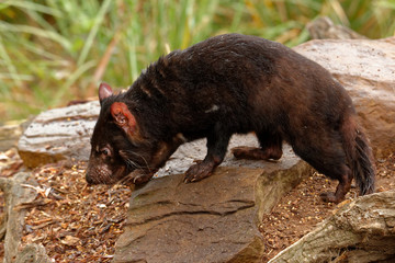 The Tasmanian devil (Sarcophilus harrisii) is a carnivorous marsupial of the family Dasyuridae. It was once native to mainland Australia and is  in the wild only on the island state of Tasmanin