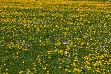 Fototapeta premium spring flowers in Germany