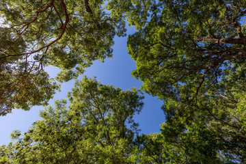 Trees and sky
