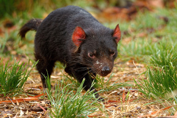 The Tasmanian devil (Sarcophilus harrisii) is a carnivorous marsupial of the family Dasyuridae. It...
