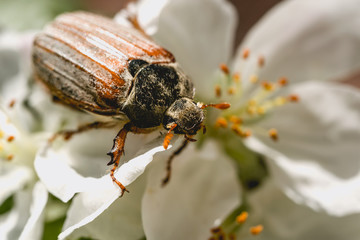 Spring closeup. Blooming garden and May beetle