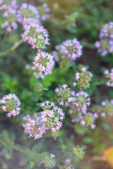 Spring flowering of thyme, close-up
