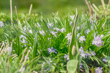 background of first spring flowers
