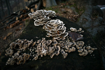 Fungus