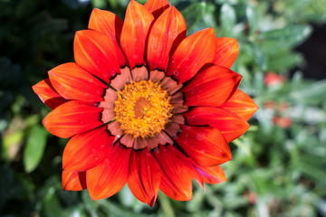strahlend rote Mittagsblume