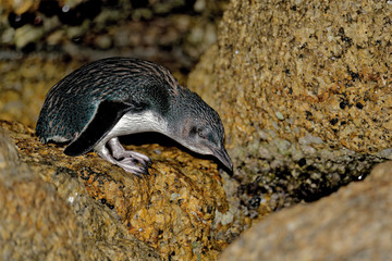 Naklejka na ściany i meble The little penguin (Eudyptula minor) is the smallest species of penguin. Tasmania, New Zealand