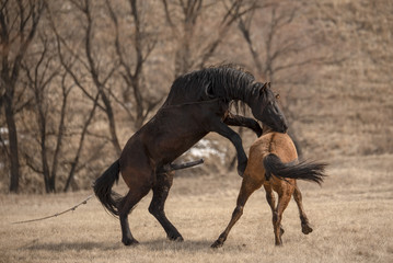 Horses having sex on the meadow
