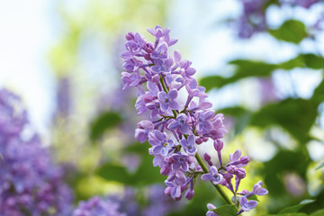 Lilac flowers with green leaves close up