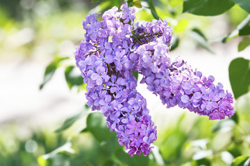 Obraz premium Lilac flowers with green leaves close up