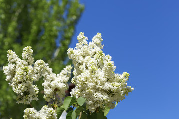Lilac flowers with green leaves background the sky