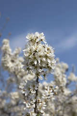 Prunus spinosa 
