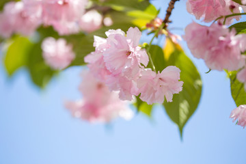 Cherry Blossom trees, Nature and Spring time background. Pink Sakura flowers
