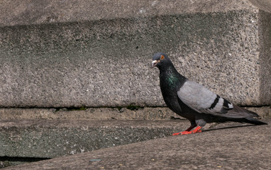 The Curious Pigeon