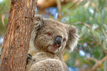 The koala (Phascolarctos cinereus, or, inaccurately, koala bear) is an arboreal herbivorous marsupial native to Australia