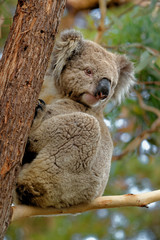 The koala (Phascolarctos cinereus, or, inaccurately, koala bear) is an arboreal herbivorous marsupial native to Australia