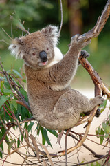 The koala (Phascolarctos cinereus, or, inaccurately, koala bear) is an arboreal herbivorous marsupial native to Australia