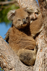 The koala (Phascolarctos cinereus, or, inaccurately, koala bear) is an arboreal herbivorous marsupial native to Australia