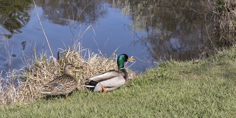 Male and female mallard out for a stroll. 