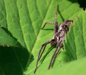 Eine Listspinne beim Sonnenbad