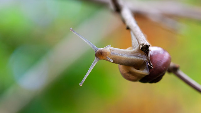Gartenb&auml;nderschnecke