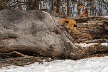 Amber Phase Red Fox (Vulpes vulpes) Looks Down Log