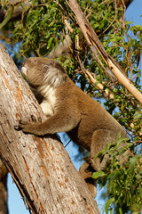 Obraz premium The koala (Phascolarctos cinereus, or, inaccurately, koala bear) is an arboreal herbivorous marsupial native to Australia