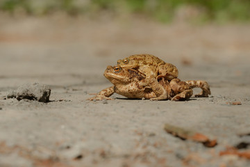 The common toad, European (Bufo bufo), is an amphibian found throughout most of Europe. 