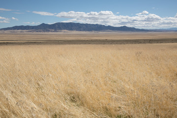 Cheatgrass Field in Nevada