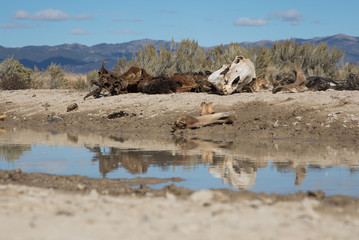 Horse Skeleton in Nevada