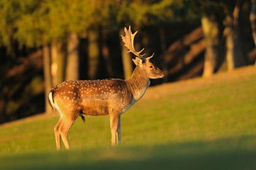 The fallow deer (Dama dama) is a ruminant mammal belonging to the family Cervidae. Rain; game farm, green background. In the fight