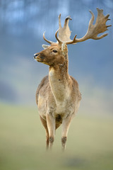 The fallow deer (Dama dama) is a ruminant mammal belonging to the family Cervidae. Rain; game farm, green background. In the fight