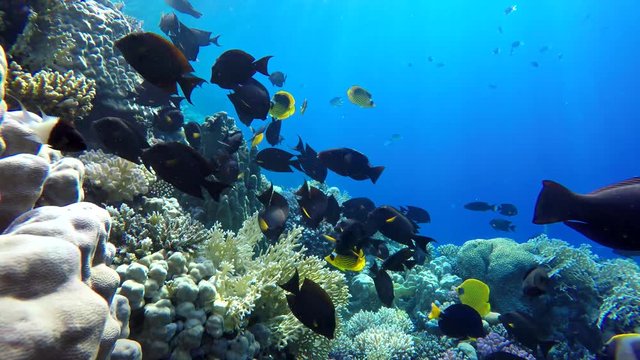 Coral reefs and tropical fish. Beautiful tropical fish and coral reef.