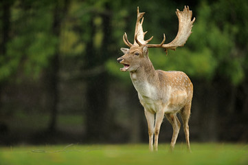The fallow deer (Dama dama) is a ruminant mammal belonging to the family Cervidae. Rain; game farm, green background. In the fight