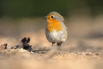 The European robin Erithacus rubecula in the spring