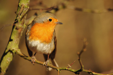 The European robin Erithacus rubecula in the spring