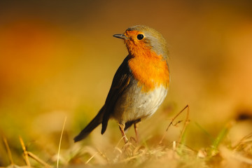 The European robin Erithacus rubecula in the spring