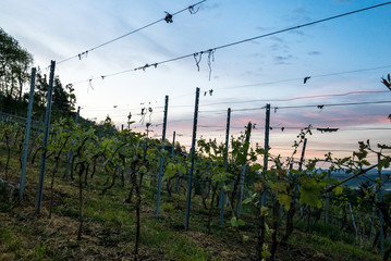 Vineyard for vine near tübingen