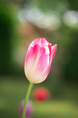 Beautiful seperated pink white red tulip in spring, with bokeh