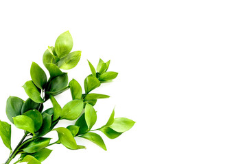 Summer concept. Bright greenery. Sprig with green foliage on white top view space for text