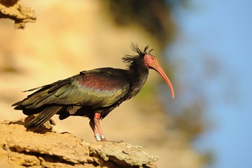 Naklejka premium The northern bald ibis, hermit ibis, or waldrapp (Geronticus eremita) is a migratory bird found in barren, semi-desert or rocky habitats