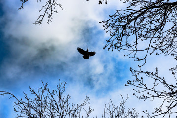 Black crow is carrying a twig in the beak that will be used to build a nest for a hatching period