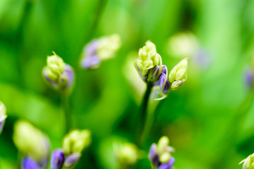 Blue bells are blooming on the meadow making that picture a perfect material for a wallpaper