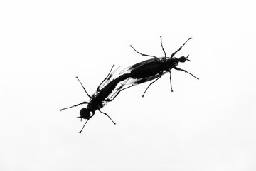 Two insects captured when they were performing an act of copulation