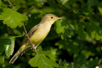 The icterine warbler (Hippolais icterina) is an Old World warbler in the tree warbler genus Hippolais. It breeds in mainland Europe